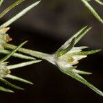 Logfia gallica Flower