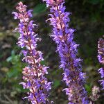 Salvia nemorosa Flor