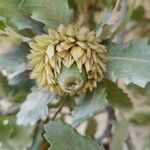 Quercus ithaburensis फल