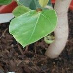 Oreopanax nymphaeifolius Hoja