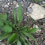 Plantago argenteaপাতা