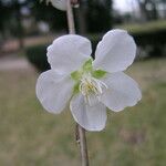 Prunus mume Λουλούδι