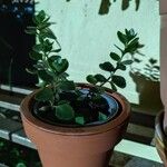 Kalanchoe manginii Лист