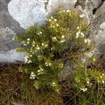 Satureja montana Habit