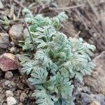 Teucrium botrys Habit