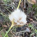 Eriophorum virginicum Fruchs