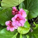 Bergenia crassifolia Blomst