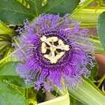 Passiflora incarnata Blüte