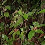 Miconia longicoma Habitus