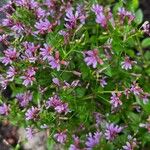 Cuphea racemosa Flower