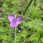 Tradescantia occidentalis Blüte