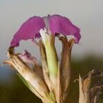 Dianthus rupicola Virág