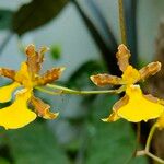 Oncidium baueri Flor