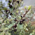 Pittosporum tenuifolium Flower