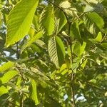 Zelkova serrata Leaf