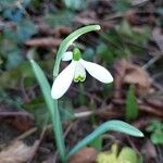 Galanthus plicatus ᱛᱟᱦᱮᱸ