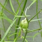 Campanula rhomboidalis Bloem