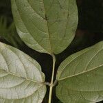 Mucuna mutisiana List