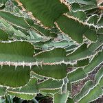 Euphorbia cooperi 树皮