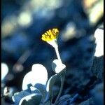 Eriogonum alpinum 花