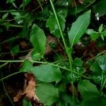 Arabidopsis cebennensis Likasa