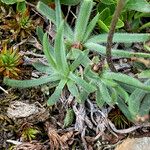 Plantago monosperma Liść