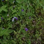 Campanula pallida Hábito