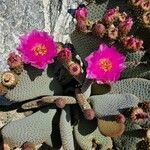 Opuntia basilaris Blomma