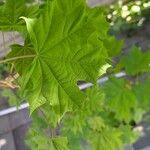 Acer platanoides 叶