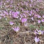 Colchicum montanumFlower