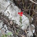 Glandularia peruviana その他の提案