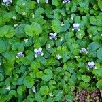 Viola hederacea Hàbitat