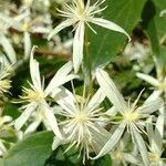 Clematis glycinoides Blüte