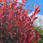 Photinia fraseri عادت داشتن