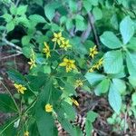 Lysimachia quadrifolia Flower