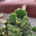 Cotyledon tomentosa Hoja