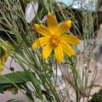 Coreopsis lanceolataBlomma