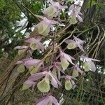 Dendrobium aphyllum Cvet