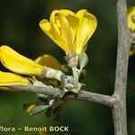 Calicotome intermedia Flor