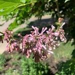 Syringa josikaea Flower