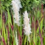 Imperata cylindricaKukka