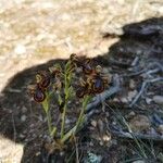 Ophrys speculumCvet