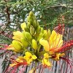 Caesalpinia gilliesii Flor