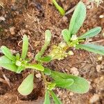 Limeum viscosum Flower