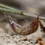 Astragalus shevockii Φρούτο