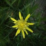 Tragopogon dubiusFlower