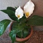 Zantedeschia aethiopica ശീലം