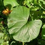 Ligularia dentata Leaf