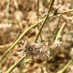 Launaea nudicaulis Fruit