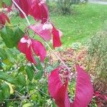 Euonymus grandiflorus Deilen